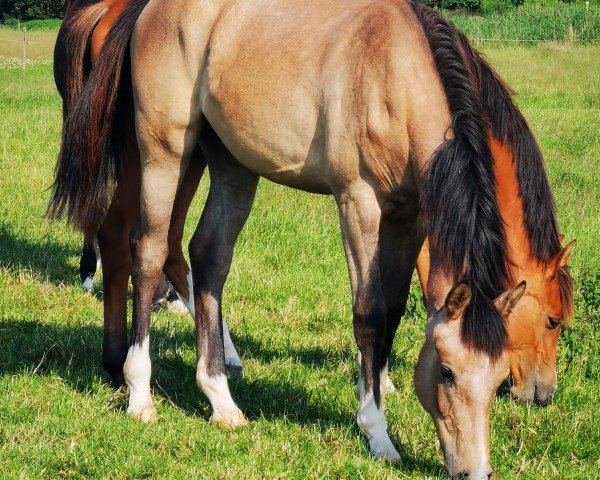 horse Raffinesse QP (Holsteiner, 2023, from Esmeraldo FM)