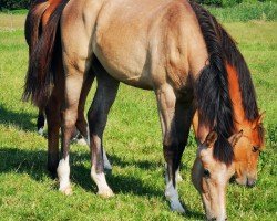 horse Raffinesse QP (Holsteiner, 2023, from Esmeraldo FM)