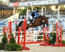 horse Escot 6 (Hanoverian, 2006, from Escudo I)