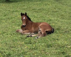 horse Union Jacks (Holsteiner, 2024, from Union City)