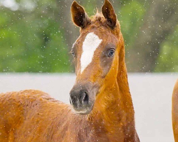 horse Insterburg (Hanoverian, 2024, from Ibiza Dream)