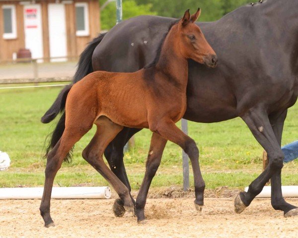 horse Rosa Nobilis MS (Hanoverian, 2024, from Rocky Mountain)
