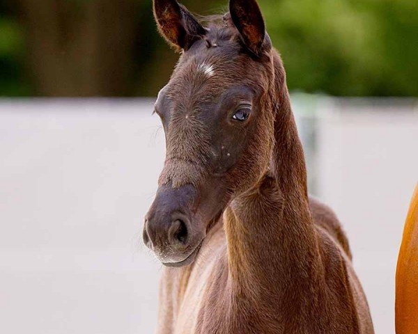 horse Black Pearl HS (Hanoverian, 2024, from Bohemian)