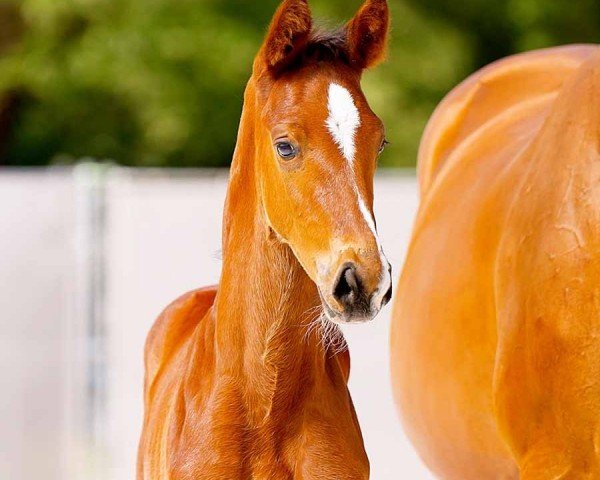 horse Element of Estobar (Hanoverian, 2024, from Estobar NRW)