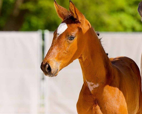 horse Fashion Boy (Hanoverian, 2024, from Fair Deal)