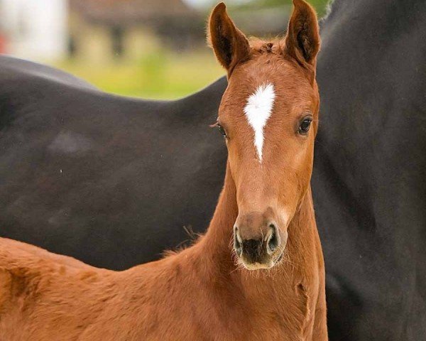 horse Zhivago (Hanoverian, 2024, from Zarenball)