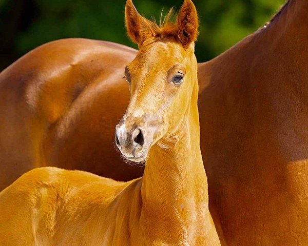 horse Dreamer (Hanoverian, 2024, from DeLorean)