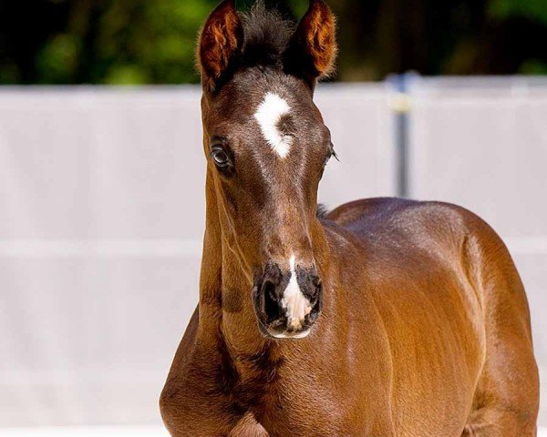 horse Fariso (Hanoverian, 2024, from Fürst Belissaro)