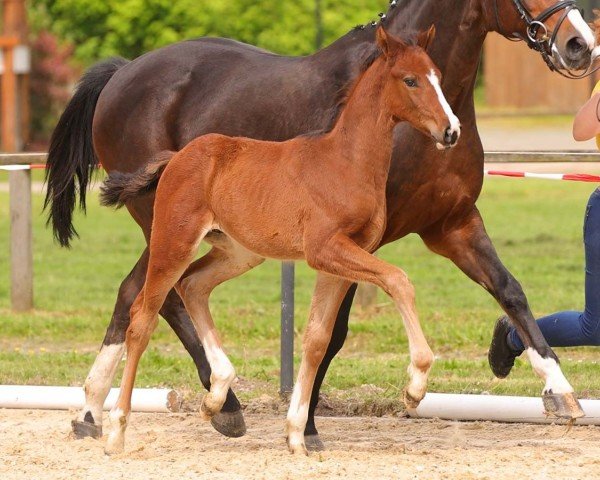 horse Vridolin (Hanoverian, 2024, from Valensky)
