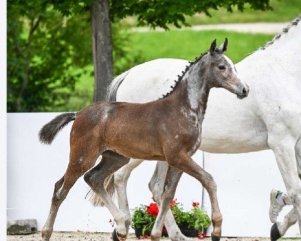 horse Unabella F (German Sport Horse, 2024, from Uno I)