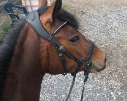 jumper Beau La Luna IHS (Belgian Riding Pony, 2020)