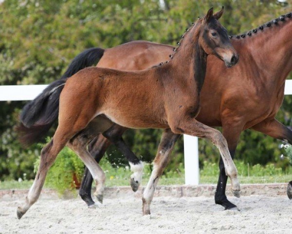 Pferd Van Escolar DB (Deutsches Sportpferd, 2024, von DSP VA Bene)