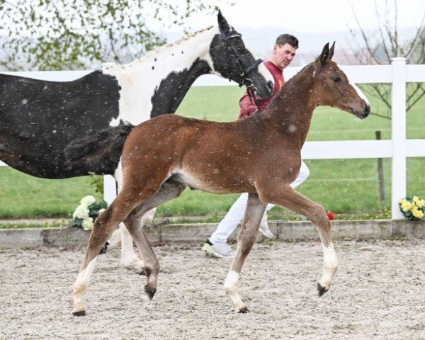Pferd Count Cero (Deutsches Sportpferd, 2024, von Casino Berlin OLD)