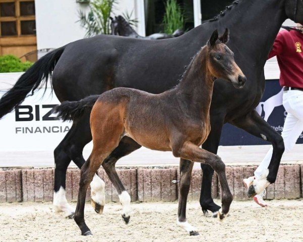 Pferd Stute von Be Sure / Foundation (Deutsches Sportpferd, 2024, von Be Sure FRH)
