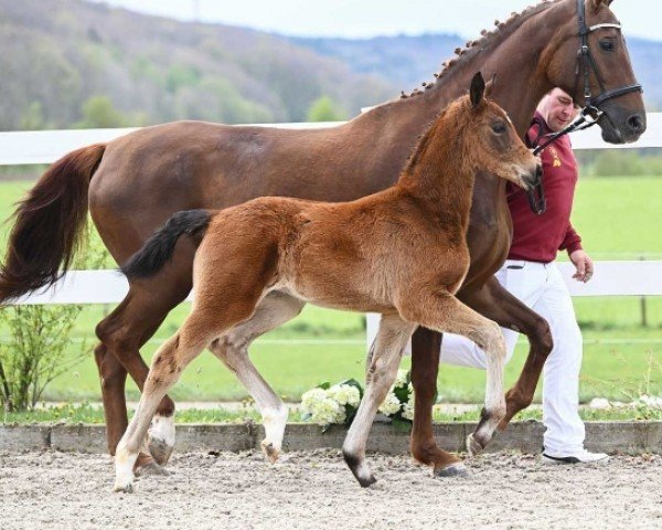 horse Blue Boy (German Sport Horse, 2024, from Bohemian)