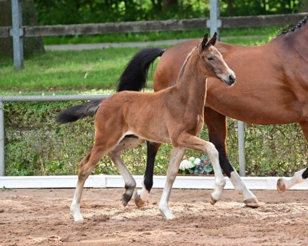 horse Bon Chance (German Sport Horse, 2024, from Bon Esprit)