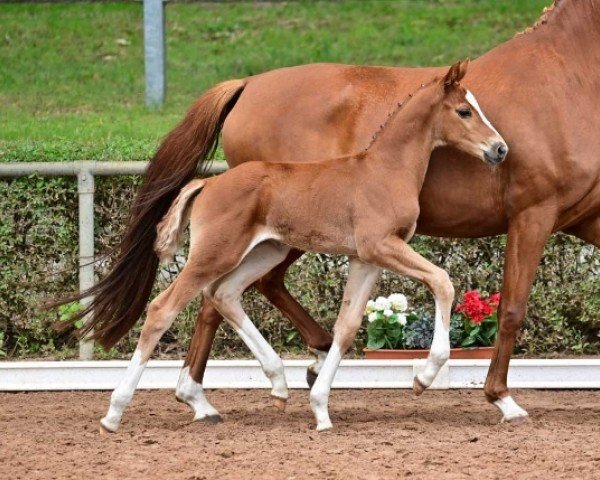 horse Best Romance (German Sport Horse, 2024, from Bon Vivaldi NRW)