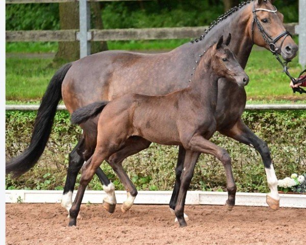 horse Bonderball (German Sport Horse, 2024, from Bonds)
