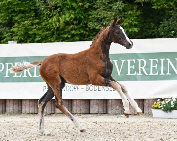 horse Barcelona (German Sport Horse, 2024, from Bonds)