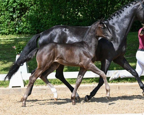 Pferd Donna (Deutsches Sportpferd, 2024, von Despacito 16)