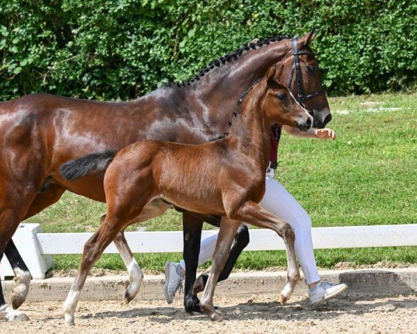 horse Der Hit (German Sport Horse, 2024, from Don Ampere)