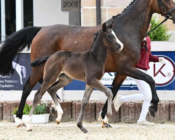 horse Dynamic Leo (German Sport Horse, 2024, from Dynamic Dream)