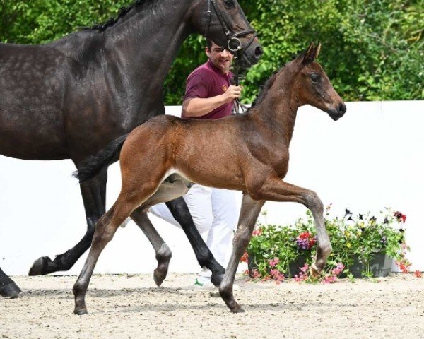 horse Dagur (German Sport Horse, 2024, from Dynamic Dream)