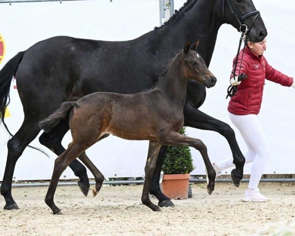 Pferd Freeway California (Deutsches Sportpferd, 2024, von Fair Deal)
