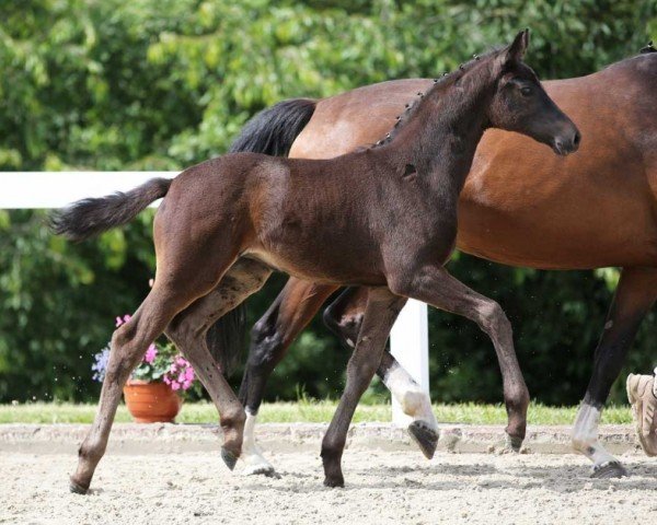 Pferd Zinderella JS (Deutsches Sportpferd, 2024, von Fair Deal)