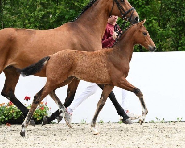 Pferd For my Taste (Deutsches Sportpferd, 2024, von Fanegro)