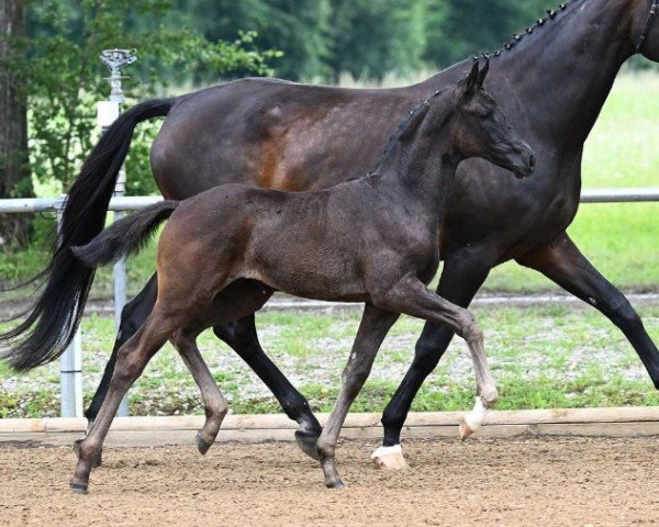Pferd Falbala (Deutsches Sportpferd, 2024, von Feliciano)