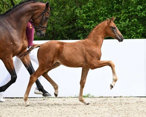 Pferd Forever Red E (Deutsches Sportpferd, 2024, von Feliciano)
