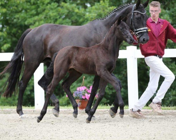 horse Stute von Fürst Zonik PS / Beaulieu (German Sport Horse, 2024, from Fürst Zonik PS)