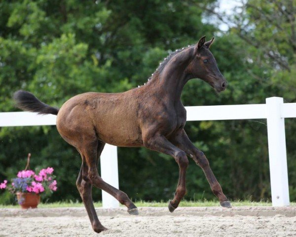 horse Gina (German Sport Horse, 2024, from Glamorous)