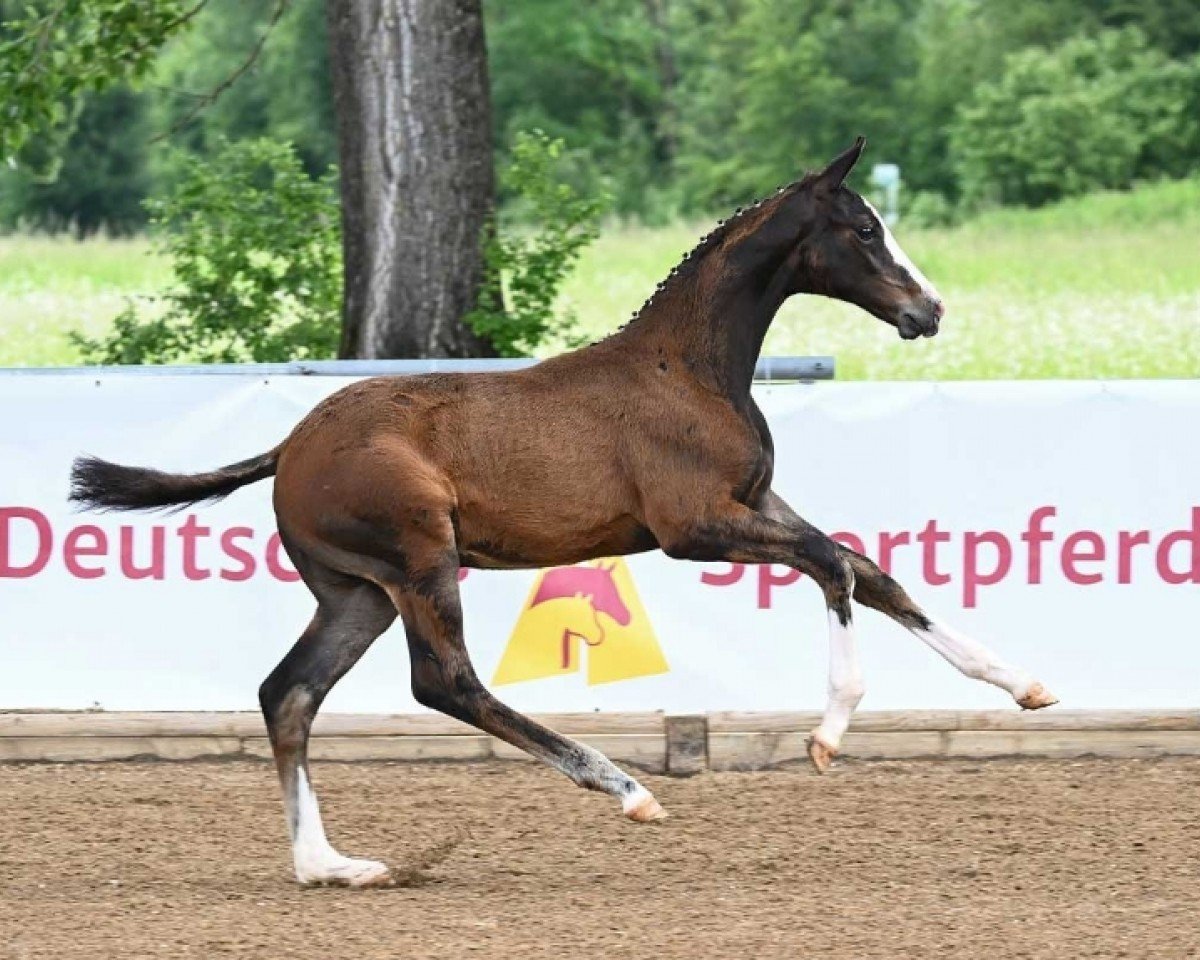 horse Jurancon (German Sport Horse, 2024, from Jagger)