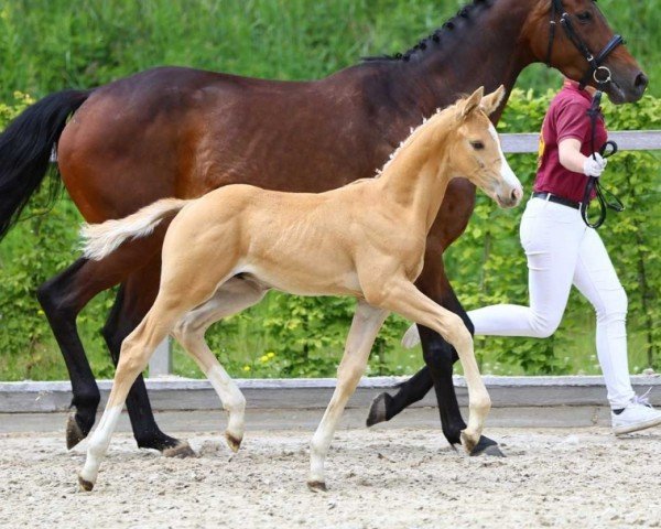 Pferd Quattro Tarantino (Deutsches Sportpferd, 2024, von Qandide)