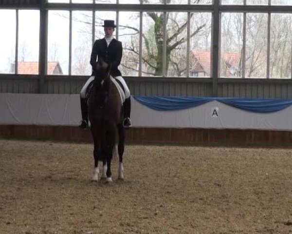 14. Grevener Dressurtage 2013