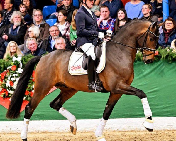stallion Sir Gribaldi (Hanoverian, 2020, from Secret) stallion Sir Gribaldi (Hanoverian, 2020, from Secret)