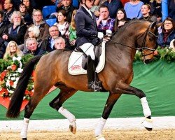 Deckhengst Sir Gribaldi (Hannoveraner, 2020, von Secret)