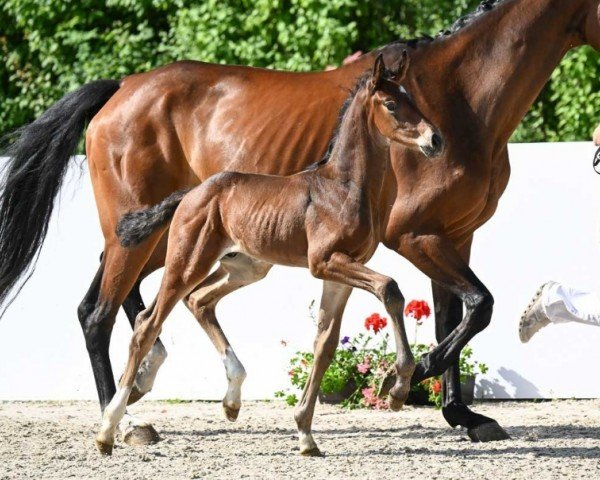 horse Something Special (German Sport Horse, 2024, from So Perfect)