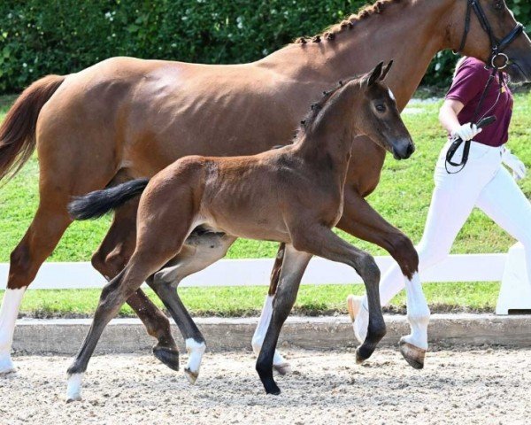 horse Special Hit (German Sport Horse, 2024, from Spielberg)