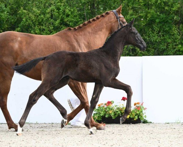 horse Toto Nero (German Sport Horse, 2024, from Glock's Toto Jr.)
