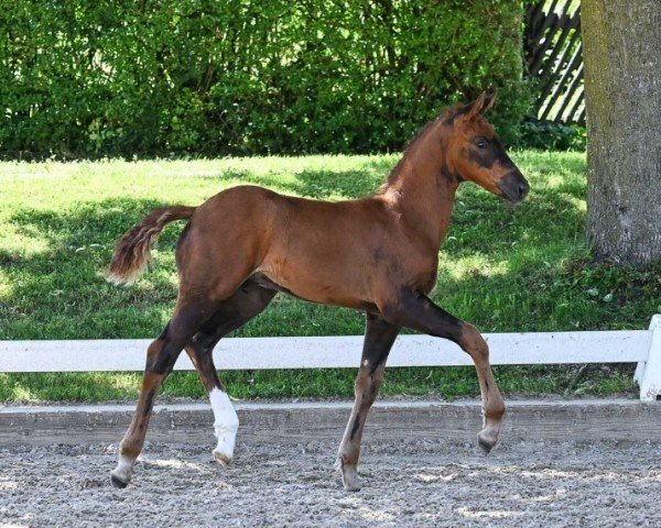 horse Veuve Cliquot (German Sport Horse, 2024, from DSP VA Bene)