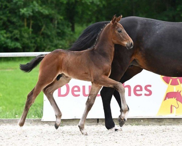 horse Valeriano (German Sport Horse, 2024, from DSP VA Bene)