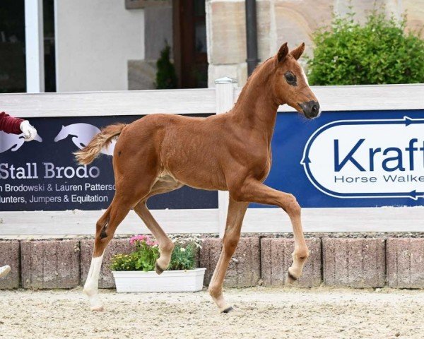 Pferd Stute von Va Bene / Finnigan (Deutsches Sportpferd, 2024, von DSP VA Bene)