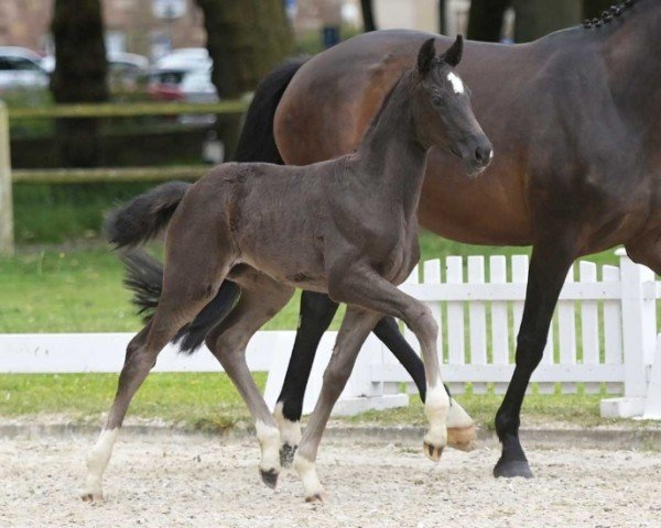 horse Veynau (German Sport Horse, 2024, from Vangelis)