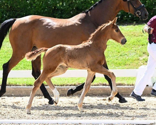 horse Verona (German Sport Horse, 2024, from Vangelis)