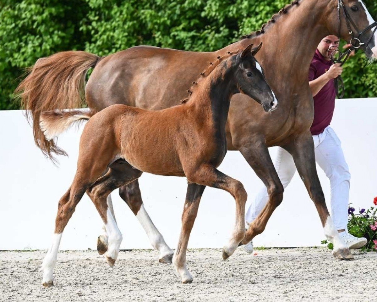 horse Valentin (German Sport Horse, 2024, from Vitalis)