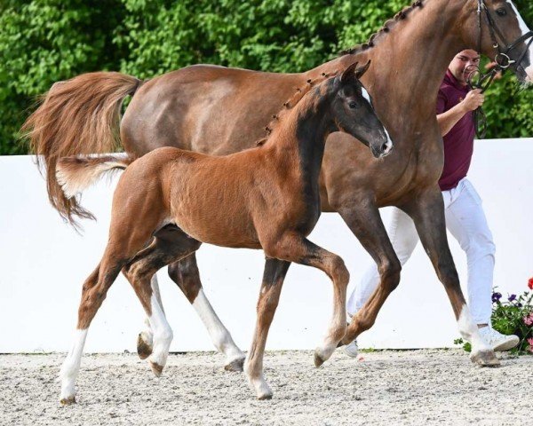 horse Valentin (German Sport Horse, 2024, from Vitalis)