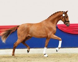 Deckhengst Villeroy (Oldenburger, 2020, von Viva Gold OLD)